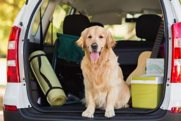 happy dog sitting in back of car
