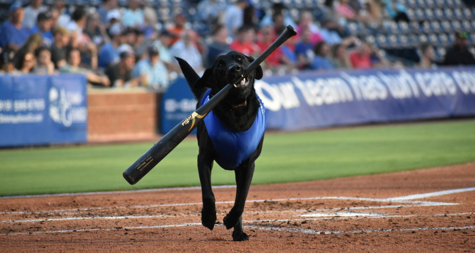 black dog with blue jacket with baseball but running in the stadium