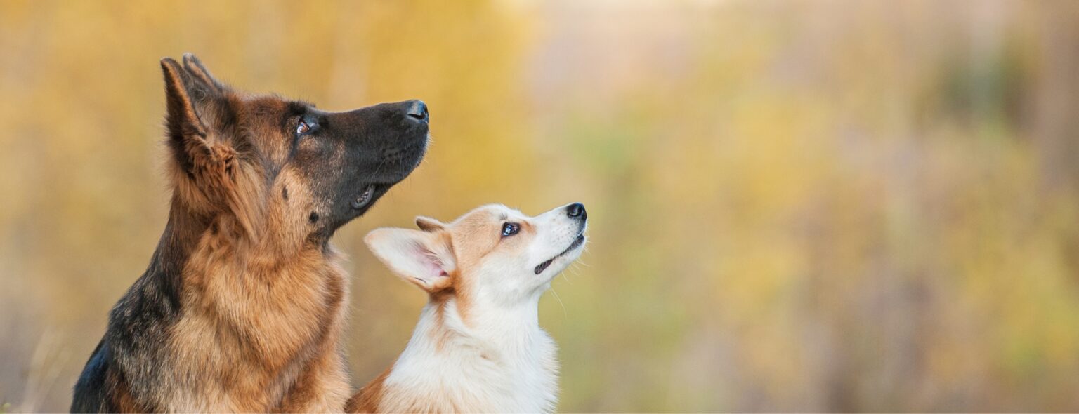 two dogs outdoors looking up