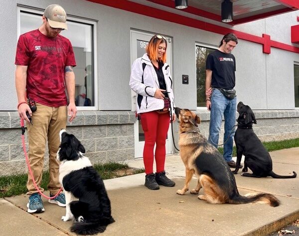 three dogs in group training with trainers