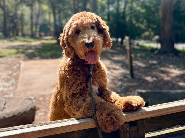 brown dog holding onto a wooden fence in a park