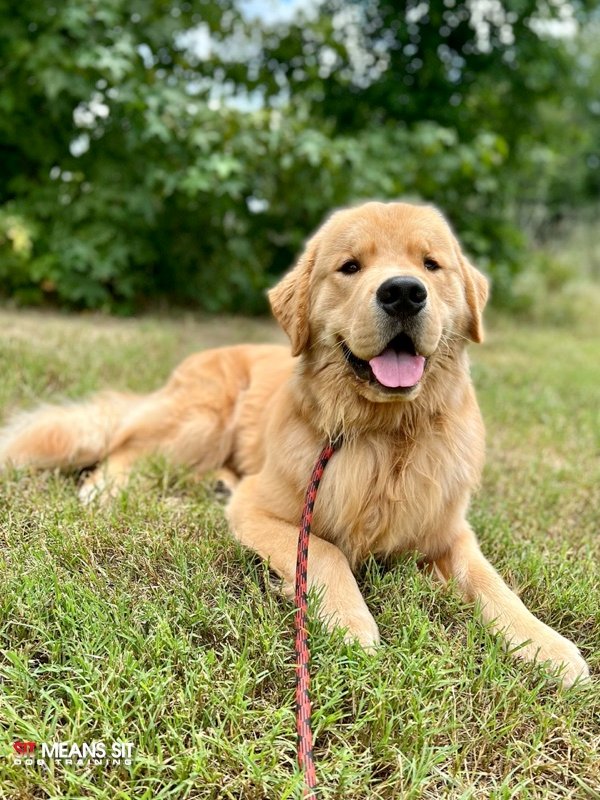 golden retriever laying in grass
