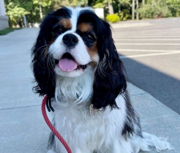 puppy sitting on sidewalk