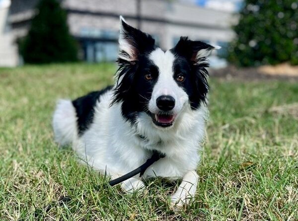boarder collie laying down in grass