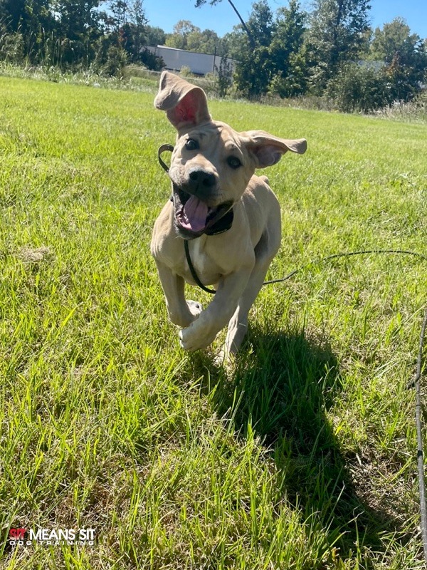 puppy running in grass ears flopping 