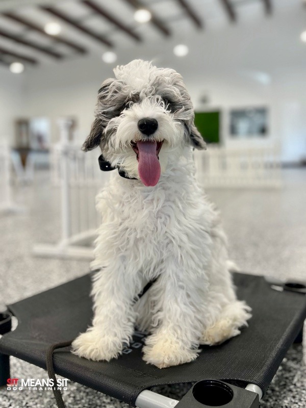 grey and white dog smiling at camera