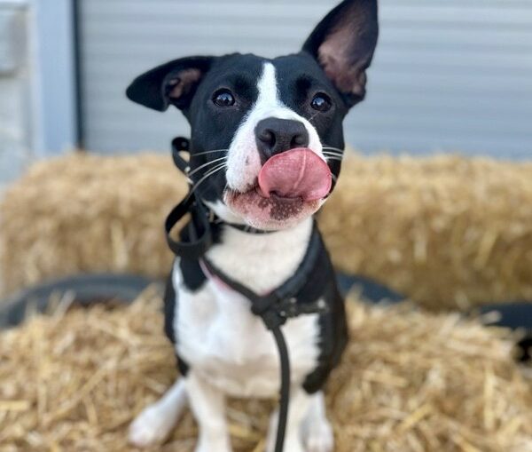 black and white puppy with tongue out