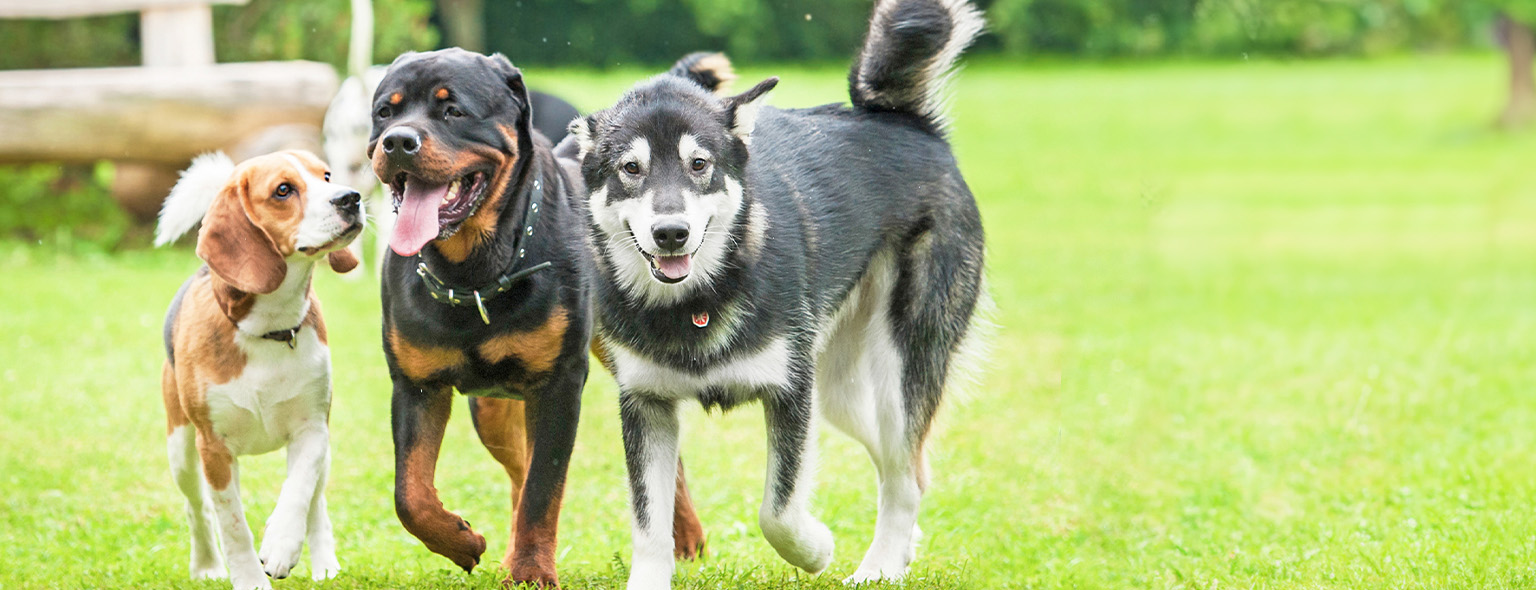 three dogs running