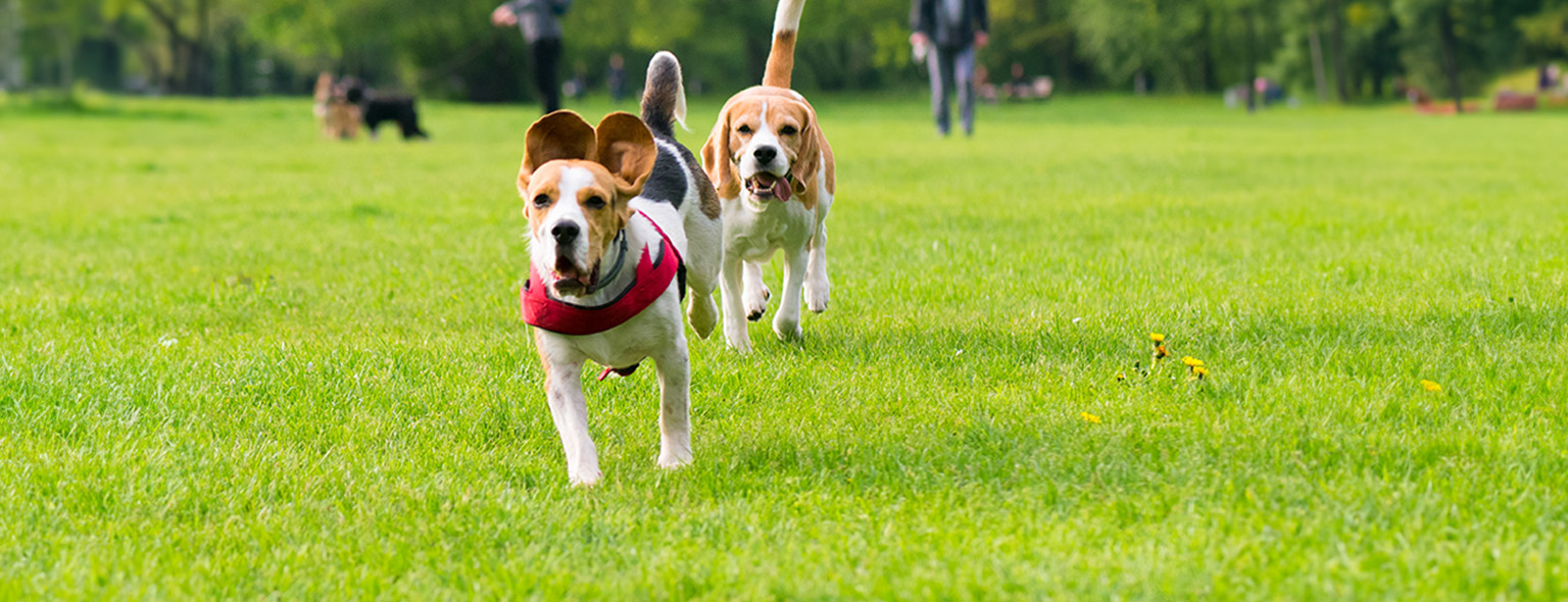 two dogs running in grass