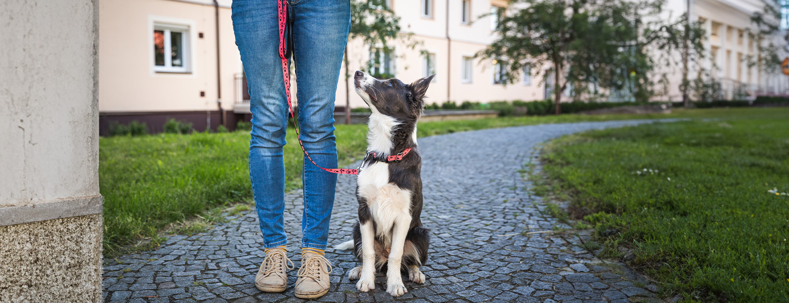 Private dog training lesson