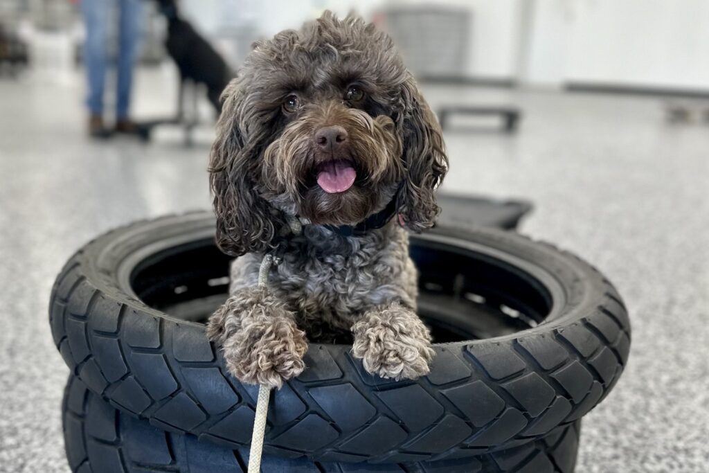 dog sitting inside tire in training facility 