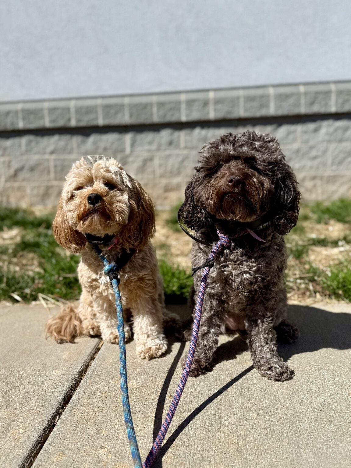two dogs sitting together