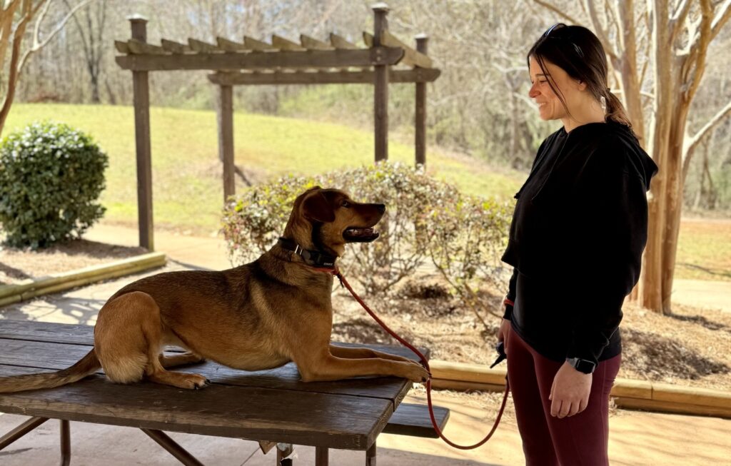 dog laying on picnic table looking at trainer