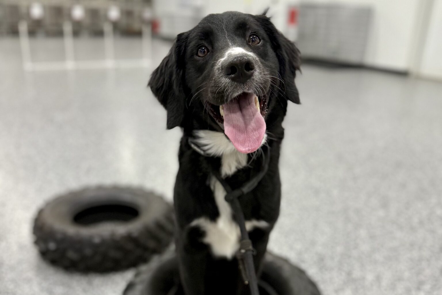 black dog sitting on tire in training facility