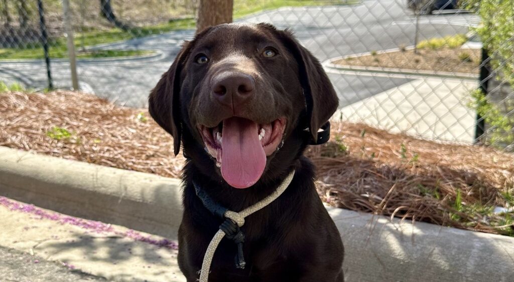 brown dog sitting outside 