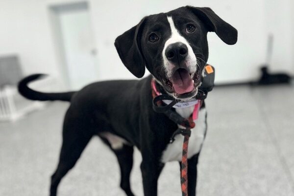 black and white dog with pink leash and e collar