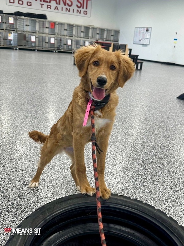golden standing on tire in training facility wearing an ecollar