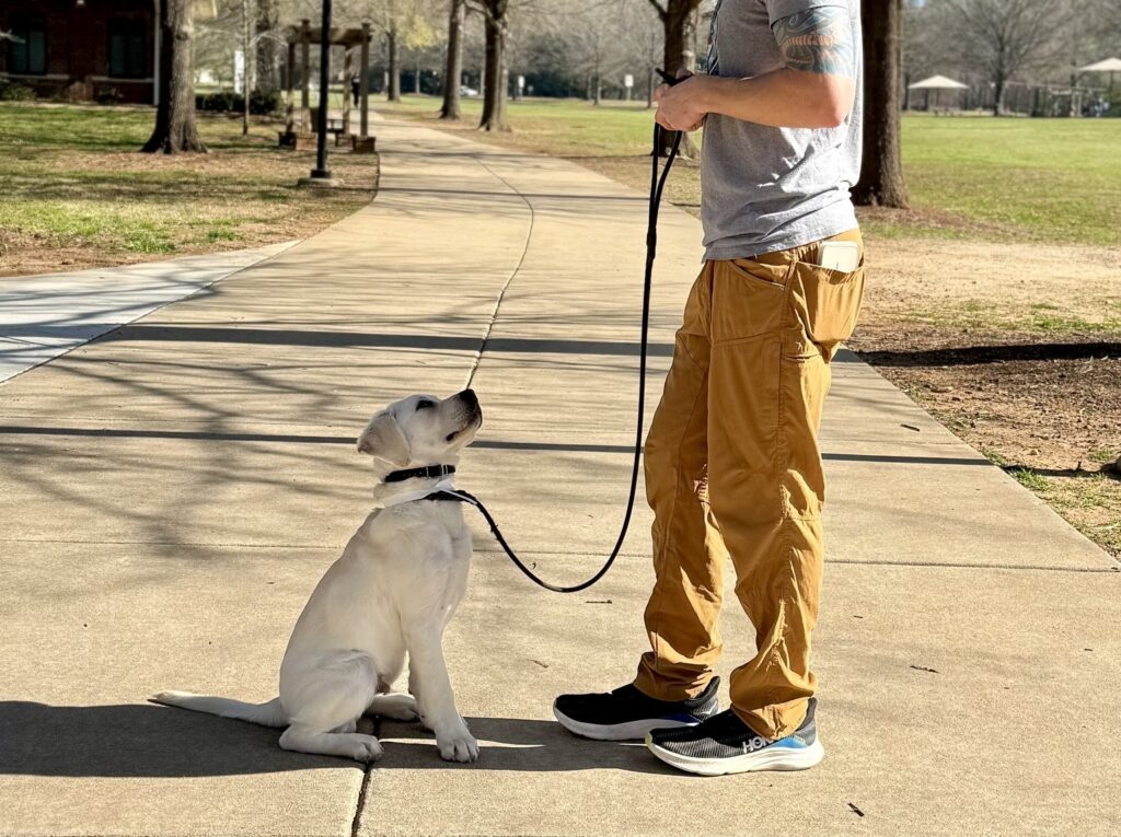 puppy sitting outside looking at trainer