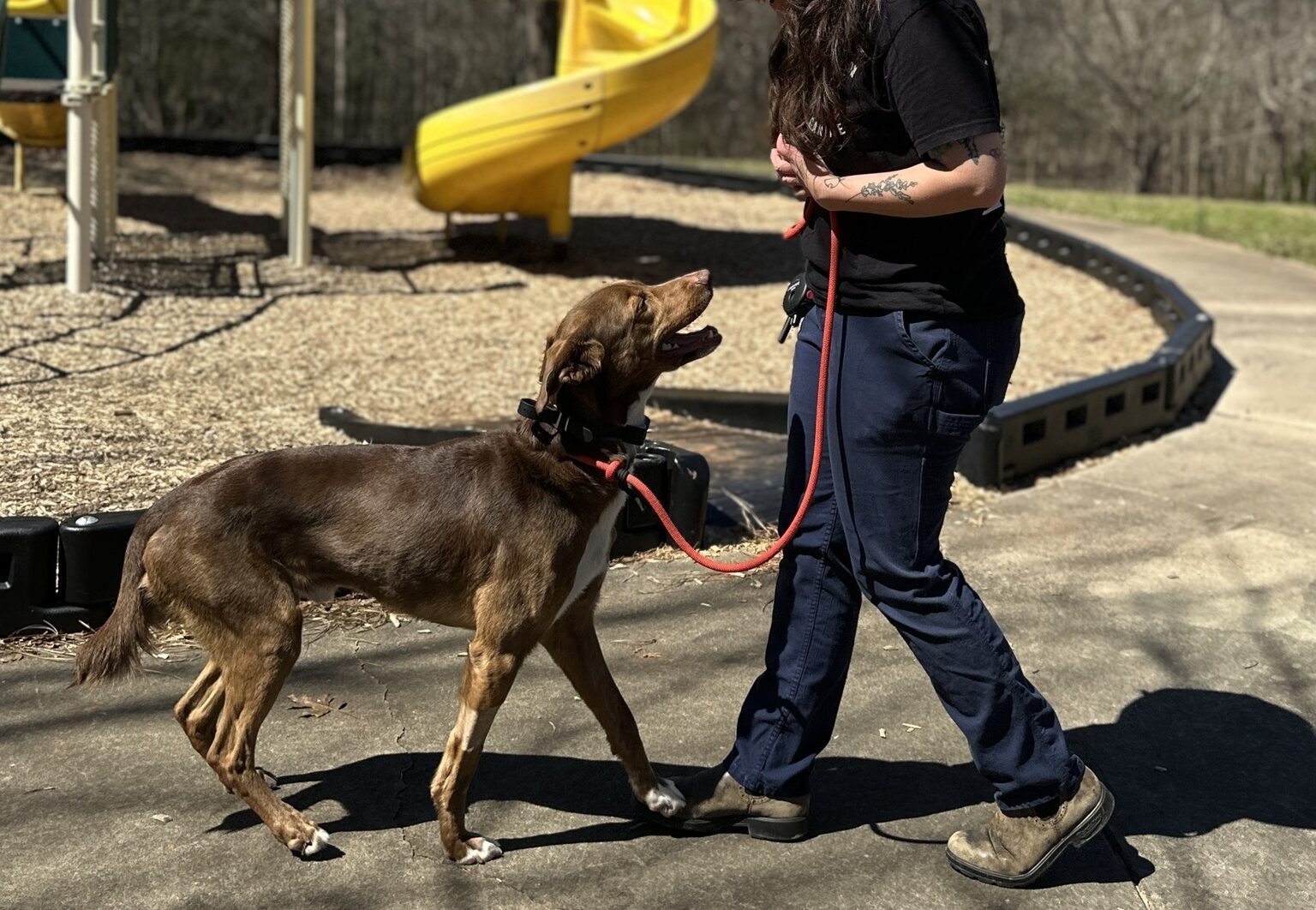 dog training with trainer in park 