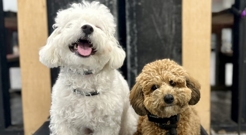 two dogs sitting next to each other 