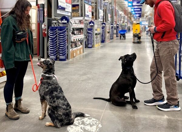 dogs sitting in store looking at trainers