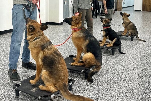 german shepherds lined up on placeboards during group training looking at trainers