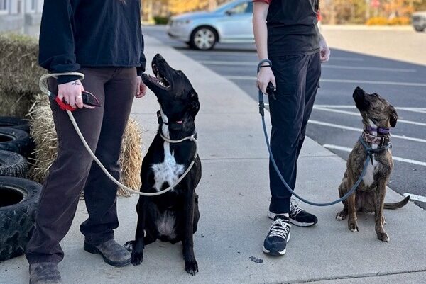 two dogs sitting down outside looking up at their trainers